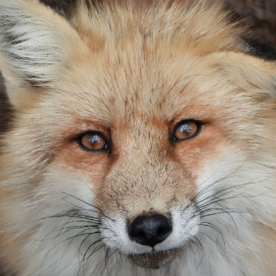 きつねアイコン